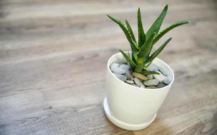 Aloe Vera