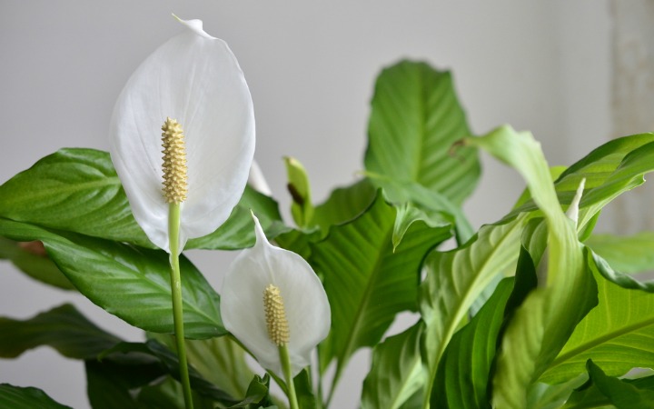 Peace Lily