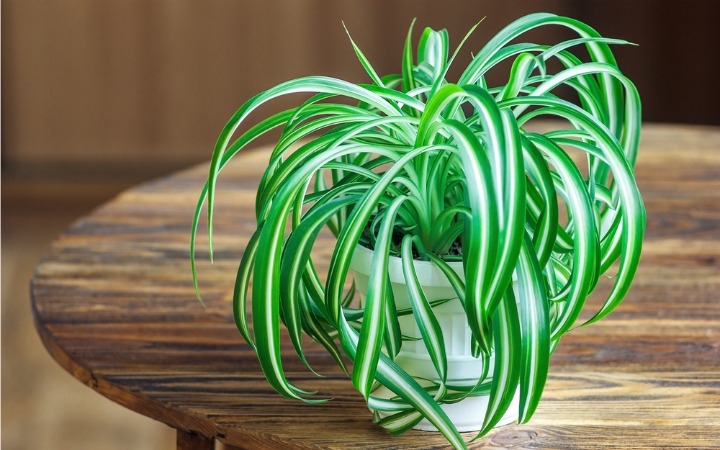 Spider plant