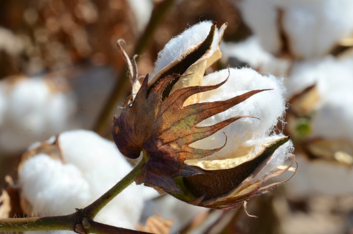 Cotton for a Bathroom Towel