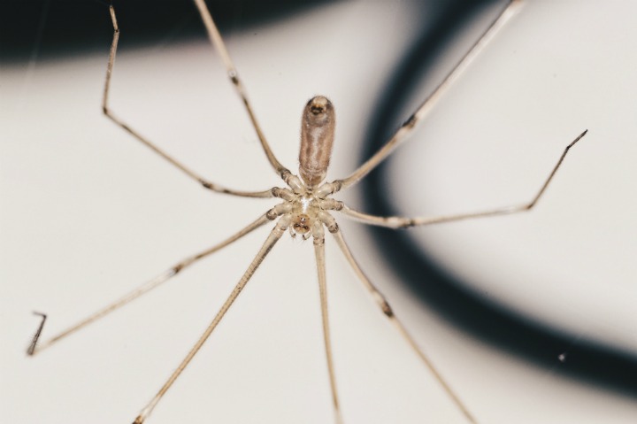 close up of a spider