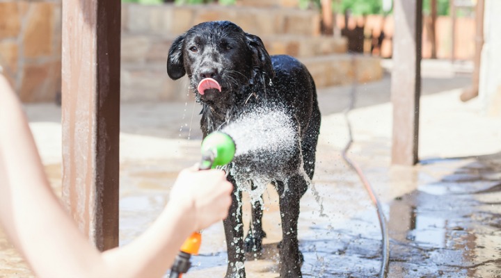 dog being showered