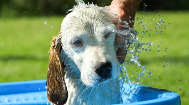 dog being washed in the garden