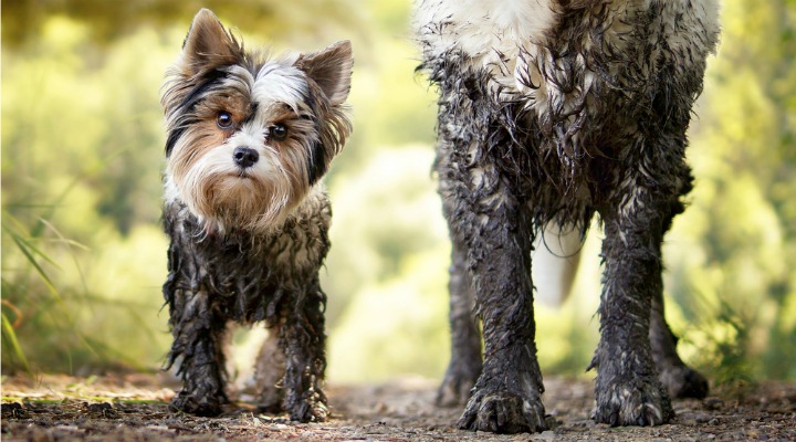 muddy small dog